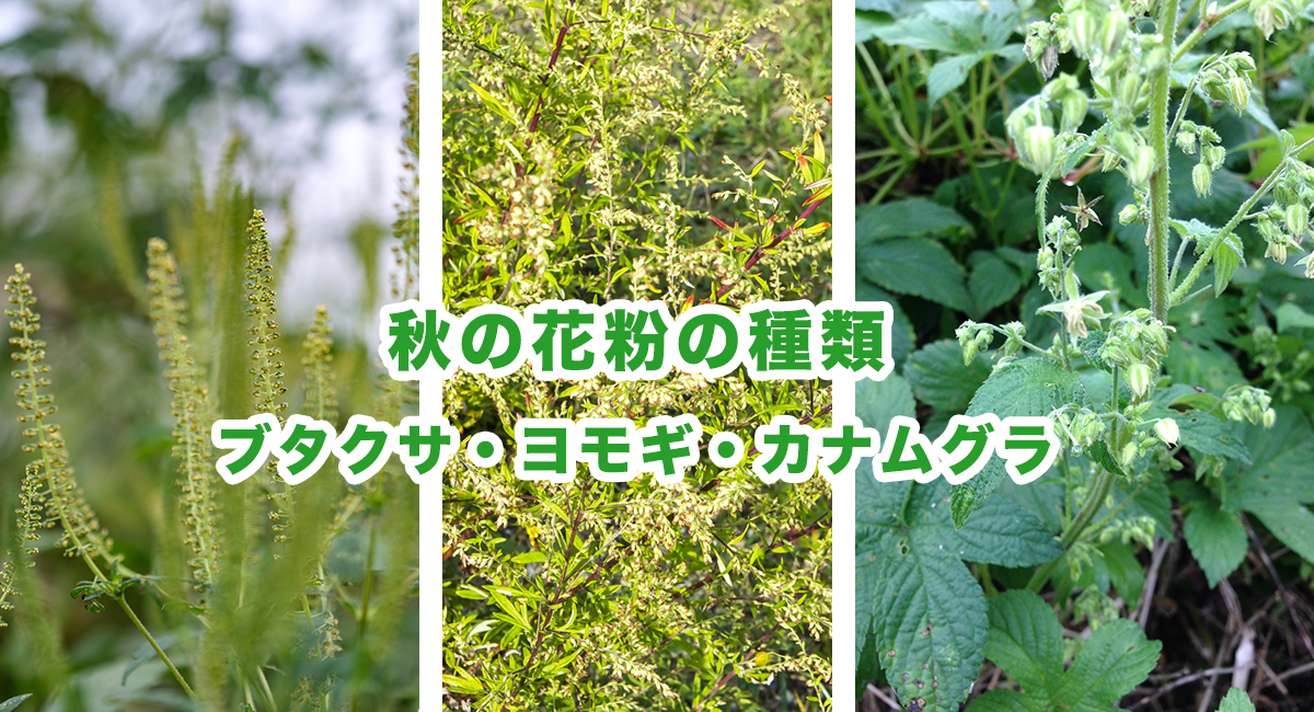 ブタクサ、ヨモギ、カナムグラの写真